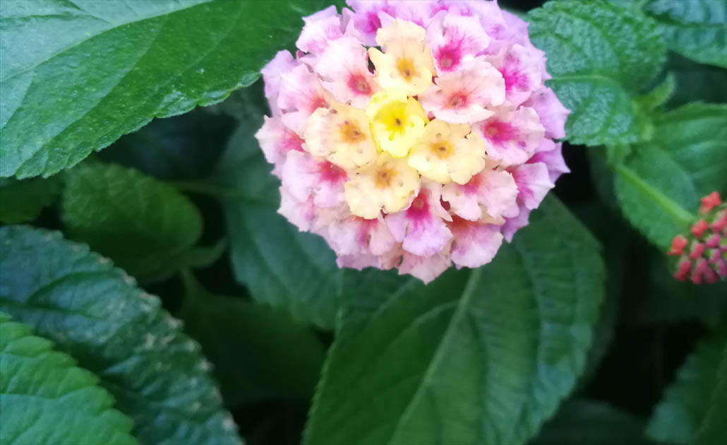 秋の花と 展覧会 植物 地球を支える仲間たち Ouca ウーサ